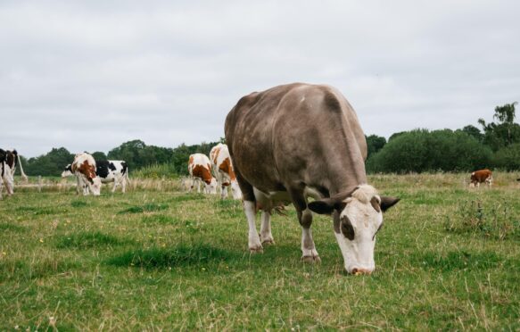 A herd of Danish cows grazing on a pasture.