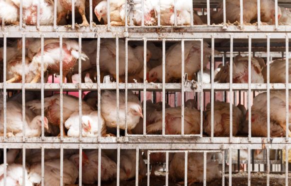 Chocolate chickens in a cage, Morocco.