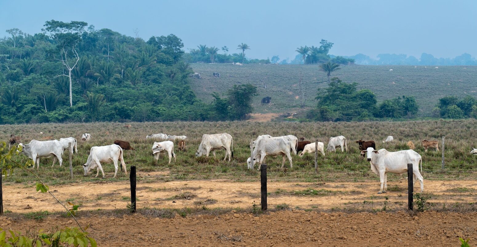 Cattle grazing on illegal livestock farm in a deforested area in the Amazon Rainforest, Brazil. Credit: Paralaxis / Alamy Stock Photo.