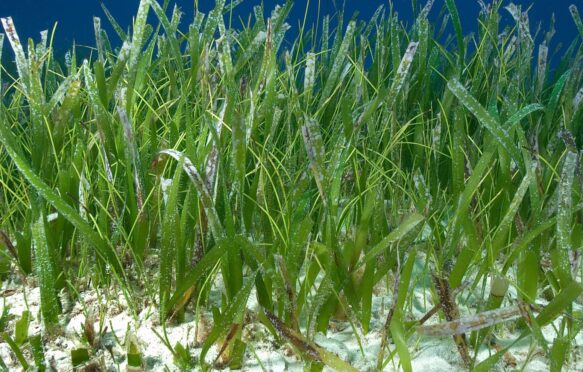 Turtle grass (thalassia testudinum), The Bahamas.