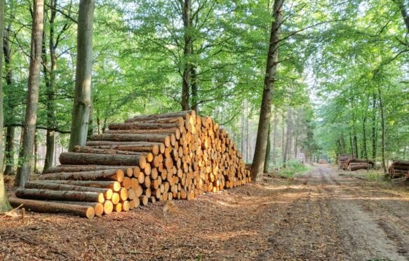 Stacked coniferous tree trunks in a forest in Drenthe, Netherlands.