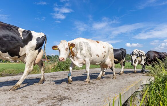 A herd of cows, Netherlands.