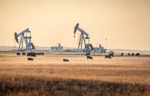 Pair of working pump jacks on ranch land with cattle, Canada.