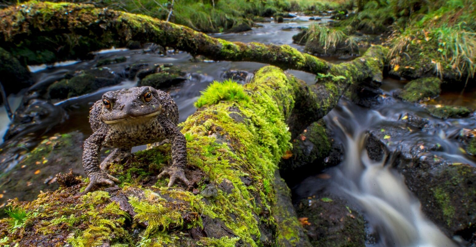 A toad stands on a fallen tree in Atlantic rainforest, Glen Nant, Scotland.