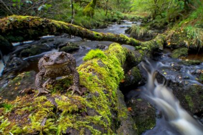 A toad stands on a fallen tree in Atlantic rainforest, Glen Nant, Scotland.