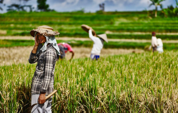 A farm worker takes a break in the heat of the morning