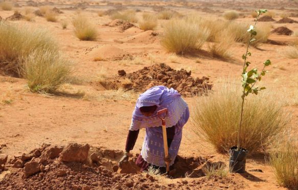 A woman plants tree on the outskirts of Khartoum, Sudan