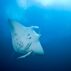 Manta ray, South Africa. Credit: Martin Strmiska / Alamy Stock Photo. Image ID: BK6NAT.