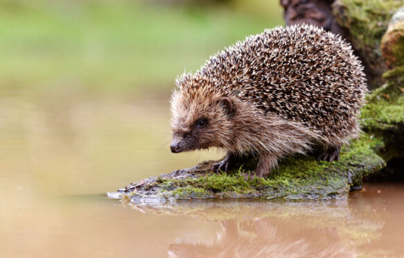 A hedgehog perches in front of a body of water.