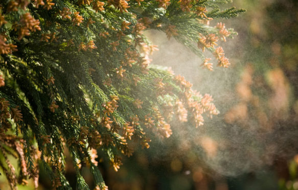 Cedar-pollen-in-the-air-Ohtsu-City