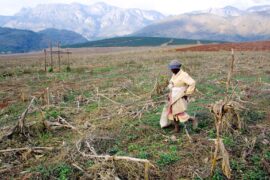 Woman on a withered maize field.