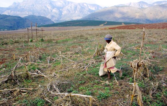 Woman on a withered maize field.