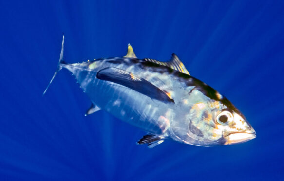 The Juvenile Bigeye Tuna (Thunnus obesus) photographed in Big Island, Hawaii.