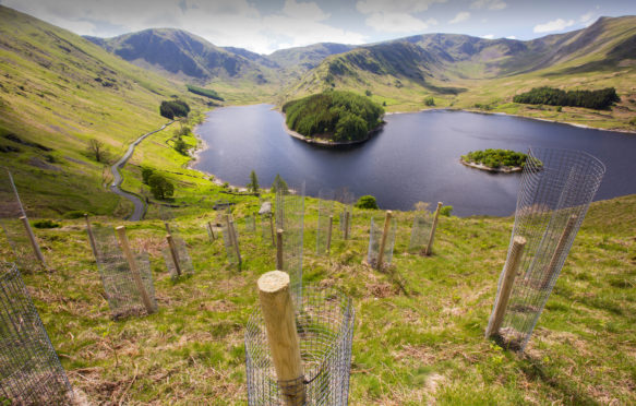 Tree planting at Haweswater, Lake District, UK