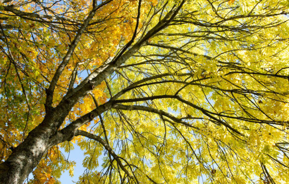 An ash tree in autumn against a blue sky in Scotland.