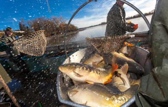 Fisherman harvests carp for Christmas market in Czech Republic.