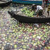 People throw the rotted watermelon in the Buriganga River, Dhaka, Bangladesh. Image ID: FX9939