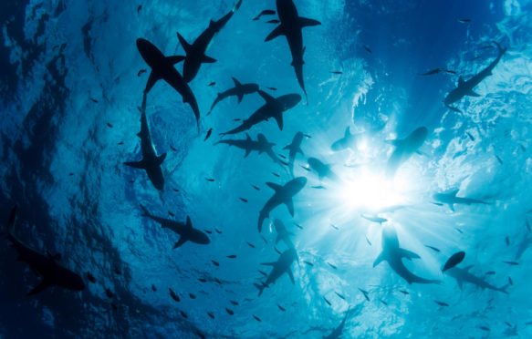 Grey reef shark (carcharhinus amblyrhynchos) school at the surface off the island of Yap, Micronesia. Credit: David Fleetham / Alamy Stock Photo.