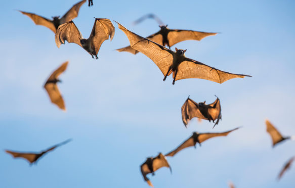 Mass of straw-coloured fruit bat Eidolon helvum in flight, Zambia