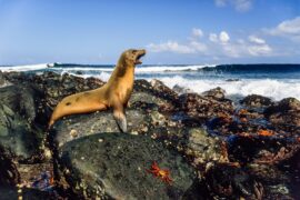 An endangered Galapagos sea lion on a beach in Ecuador’s Galapagos islands.