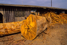 A mahogany tree illegally logged in the Brazilian state of Para for export to the EU.