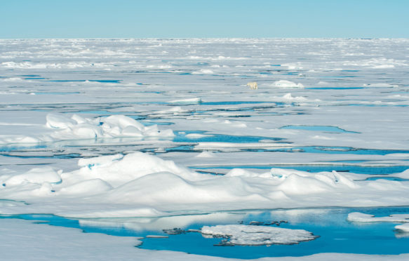 Polar-bear-on-pack-ice-in-Northern-Arctic