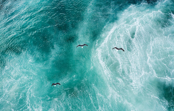 Three doves flying over the North Atlantic. Credit: Westend61 GmbH / Alamy Stock Photo.