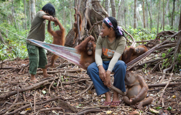 Orangutan orphan juveniles mingle with a carers in a forest in Borneo, Indonesia.