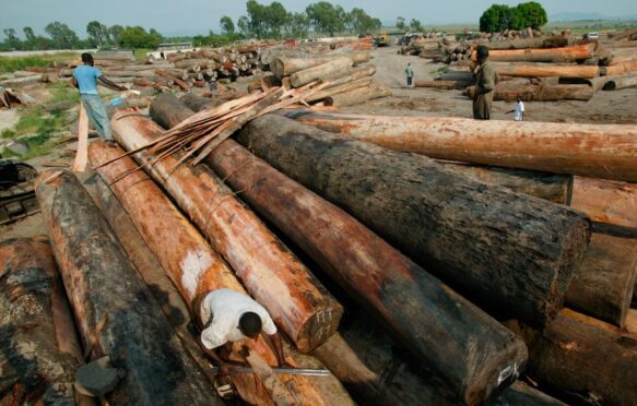 Illegally logged wood on the bank of Kinshasa, DRC.