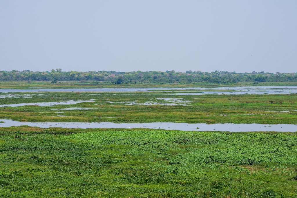 Landscape in the Pantanal, the world's largest tropical wetland area, in Brazil. Credit: EduardoMSNeves / Alamy Stock Photo