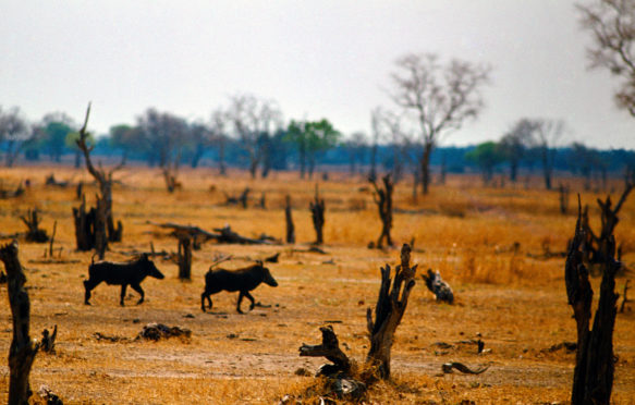 Drought In Hilapgwa Valley, Zambia. Credit: Art Directors & TRIP / Alamy Stock Photo