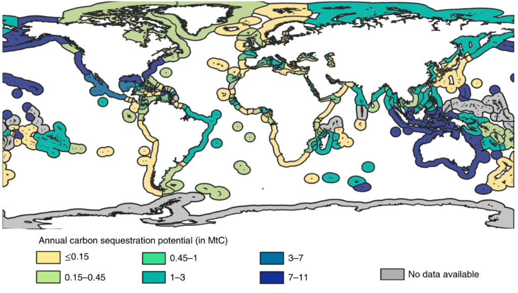 Map of global blue carbon stocks (in millions of tonnes of carbon), with yellow and green colours representing lower amounts of blue carbon storage potential and blues indicating higher amounts of storage potential. Source: Bertram et al. (2021).